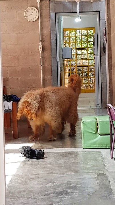 Fluffy Retriever Doesn't Like His Shadow