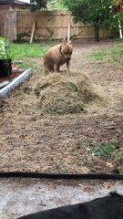 Velvet Mastiff Loves Playing in Hay