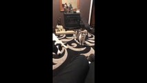 Dog and cat playing with each other VID ID - VIDID