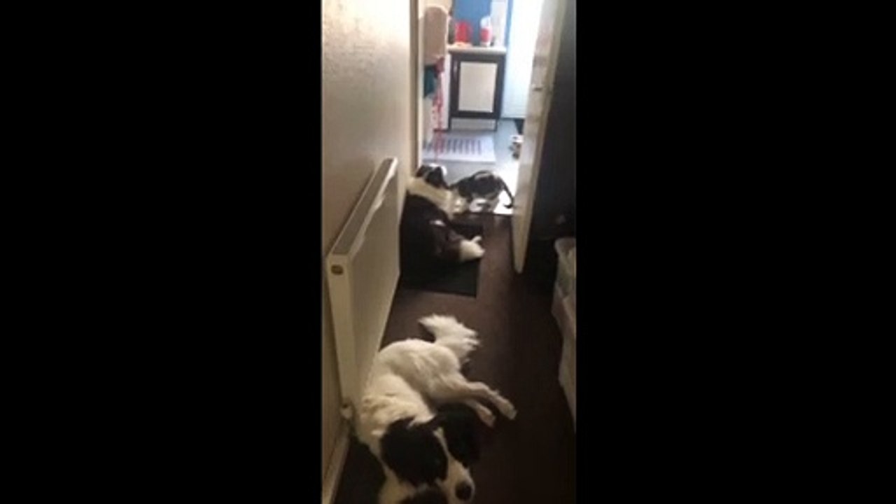 Dog dont want to play with this cat so he walks off VID ID - VIDID