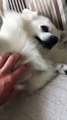 dog loves getting its belly rubbed VID ID - VIDID