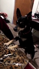 dog wants to play with baby duck VID ID - VIDID