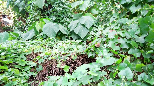 Our Backyard Garden - How to turn 120 Square Meter Vacant Lot w/ 50 Types of Plants Mini Garden