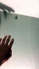 Guy scared of touching this spider VID ID - VIDID