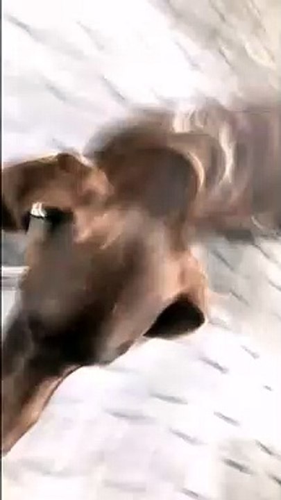 Man running with his dog until he falls over VID ID - VIDID