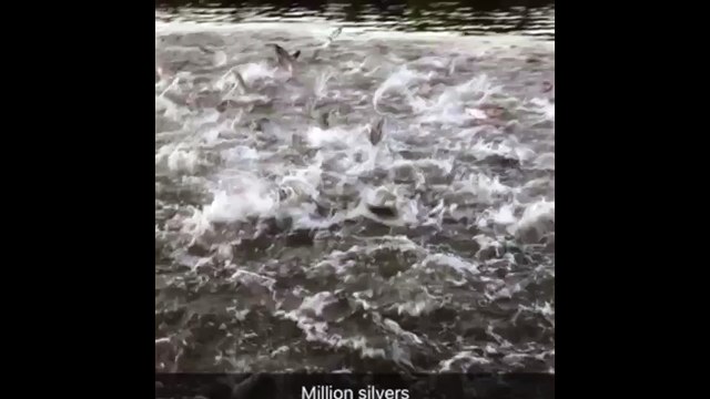 millions silver fish jumping out of water VID ID - VIDID