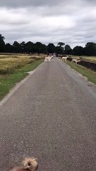 running on the road VID ID - VIDID