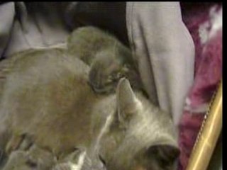 BEBES CHATON 1