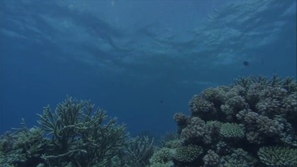 The Great Barrier Reef Has Lost Half Its Coral Since the 1990s