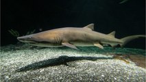 Fisherman Catches Two-Headed Baby Shark