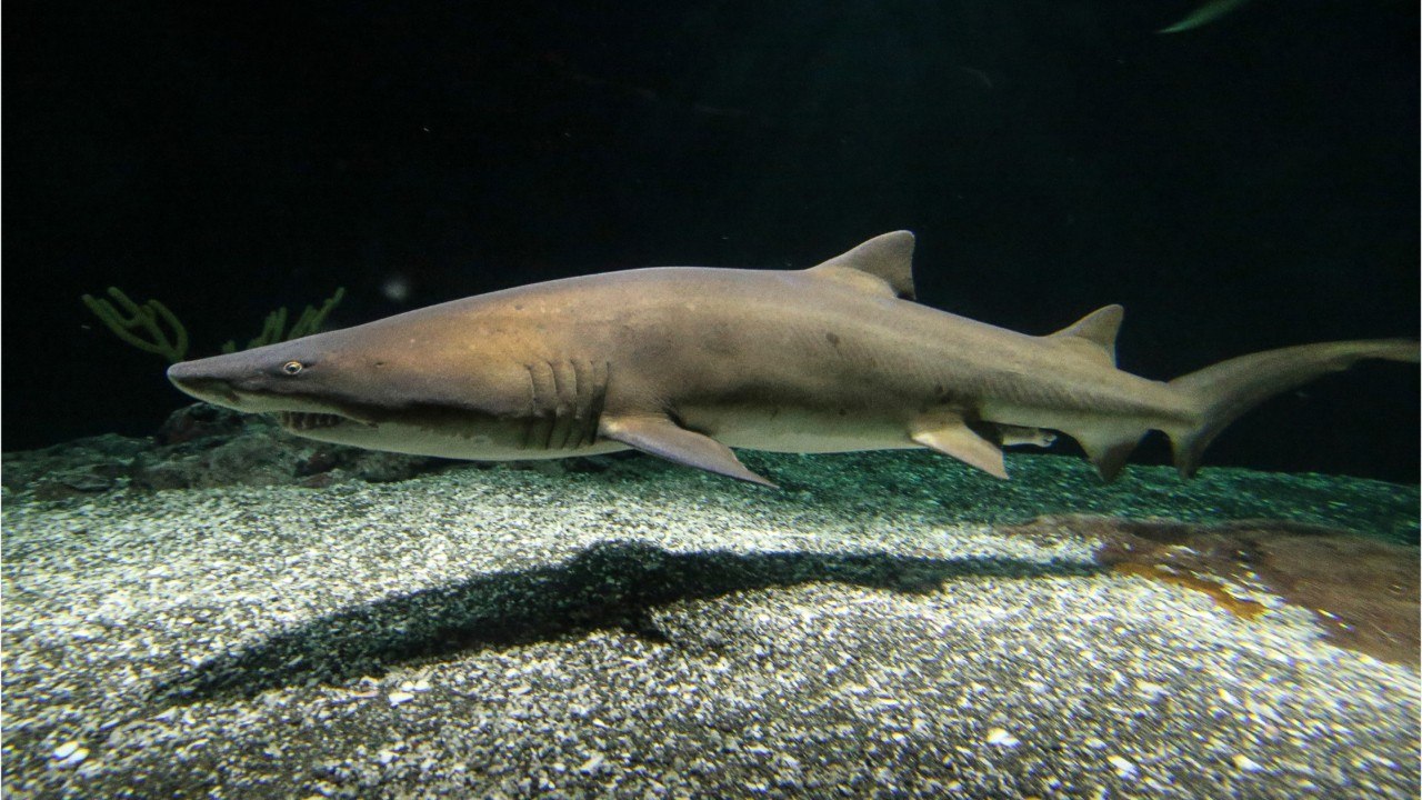 Fisherman Catches Two-Headed Baby Shark