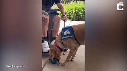 Ce chien d'assistance ramasse une bouteille en prenant soin de ne pas l'abîmer