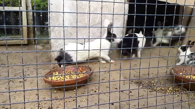 Cute Rabbits Feeding Video at Mansehra