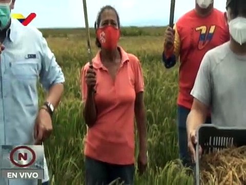Inicia cosecha del plan piloto de semillas de arroz en Sucre