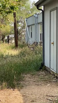 Herd of Mule Deer Trots Off into Town