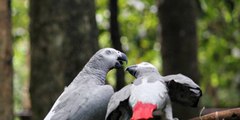 Des perroquets exclus d'un parc animalier pour une raison incroyable