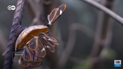 Bagaimana Bisnis Kupu-kupu Memperkaya Ratusan Keluarga Miskin di Kosta Rika?