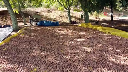 Cevizin anavatanında hasat dönemi başladı