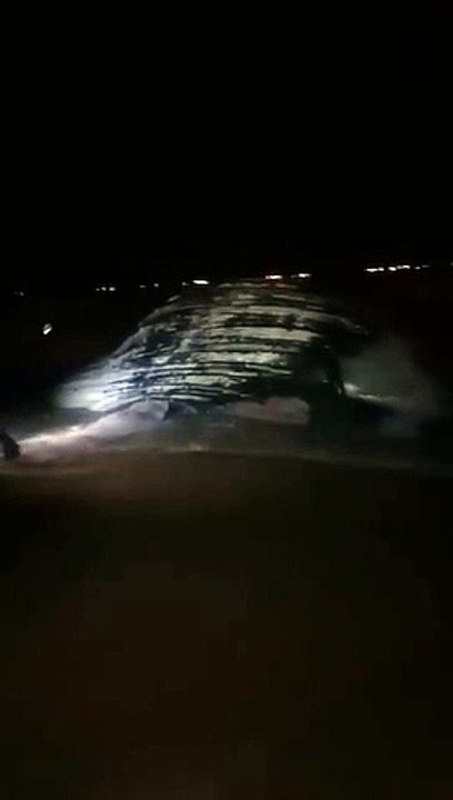 Togo : Une baleine échoue encore sur la plage de Lomé cette nuit