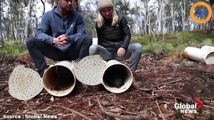 Chris Hemsworth aide à libérer les premiers diables de Tasmanie en Australie continentale en 3000 ans