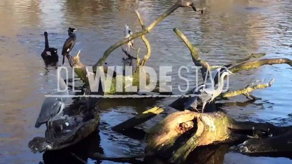 De Wilde Stad Film - Behind the Scenes - Reigers in Artis