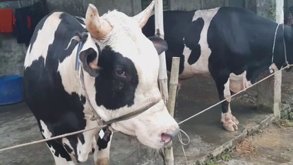 খুলনার কুরবানির গরুর হাট ২০২০ | Cow bazar |