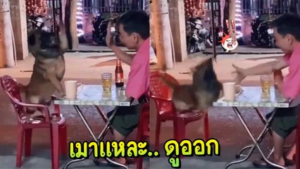 โซเชียลถล่มไลค์ !! คลิป หมานั่งก๊งเหล้ากับมนุษย์ แปะมือจนตกเก้าอี้ เมาแหละ.. ดูออก