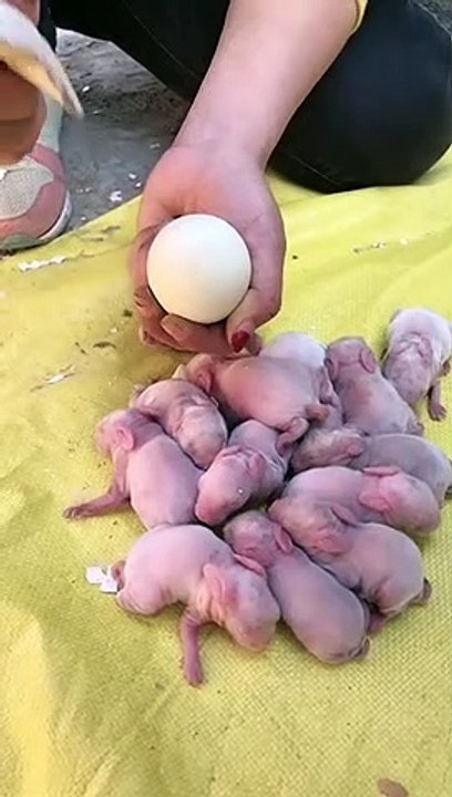 Rabbit Eggs