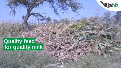 Kenya: Quality feed for quality milk