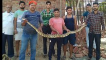 ग्राम कुसुगुमा बादशाहपुर में ग्रामीणों ने अजगर पकड़कर वन विभाग की टीम को सौंपा