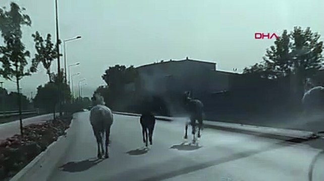 Bursa'da başıboş atlar, caddede koştu