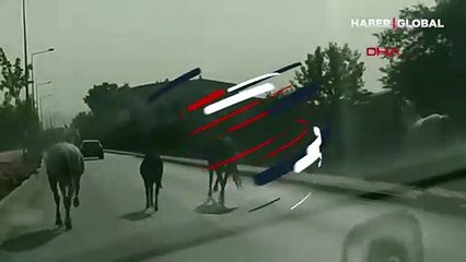 Caddede koşan başıboş atlar kamerada