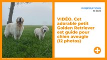 VIDÉO. Cet adorable petit Golden Retriever est guide pour chien aveugle (12 photos)