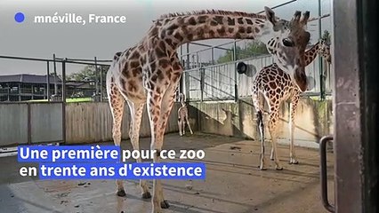 Un girafon est né au zoo d'Amnéville, une première