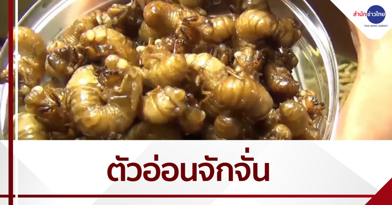 "ตัวอ่อนจักจั่น" แมลงทอดสุดฮิต กก.ละ 3,500 บาท