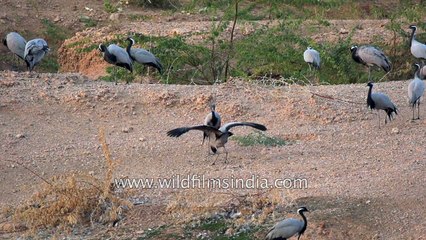 Cranes in slow motion display dance : superb imagery from Wild India!