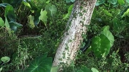 Black ----Cobra in Jungle __-- Gawar Comedy