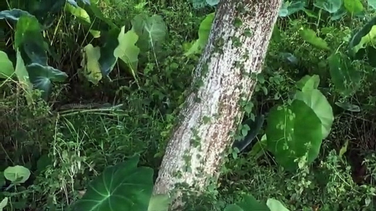 Black ----Cobra in Jungle __-- Gawar Comedy