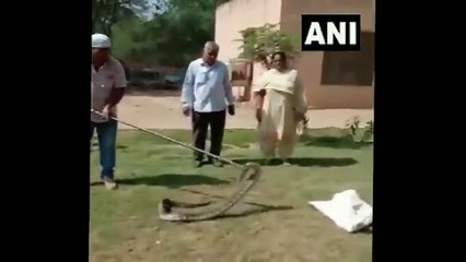 కారులో 8 అడుగుల పైథాన్‌