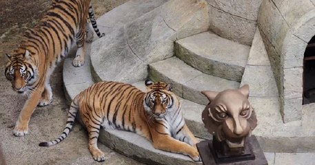 « Fort Boyard » : les tigres vont progressivement disparaître du jeu