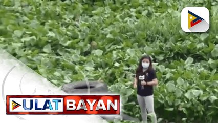 Clearing ops sa water hyacinths sa Pasig River, puspusan;   Mga establisyemento sa paligid ng Ilog Pasig, ininspeksyon