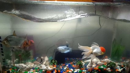 Fish with Water Tank in home