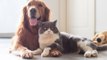 Demenz bei Hunden und Katzen: Diese drei Dinge sollte der Halter tun