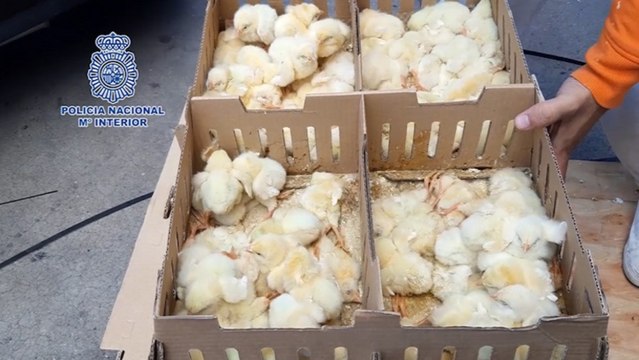 Intervienen 20.000 pollitos abandonados en el aeropuerto de Barajas