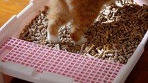 Recycled wood is turned into cat litter through Hong Kong entrepreneur’s ‘purrfect’ waste-reduction