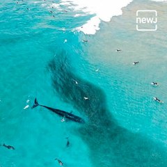 Drones Capture Whales Swimming Alongside Surfers