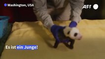 Panda-Baby in Washington gedeiht prächtig