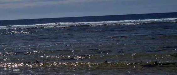 Hundreds of Sharks Swim Together on Secluded Beach