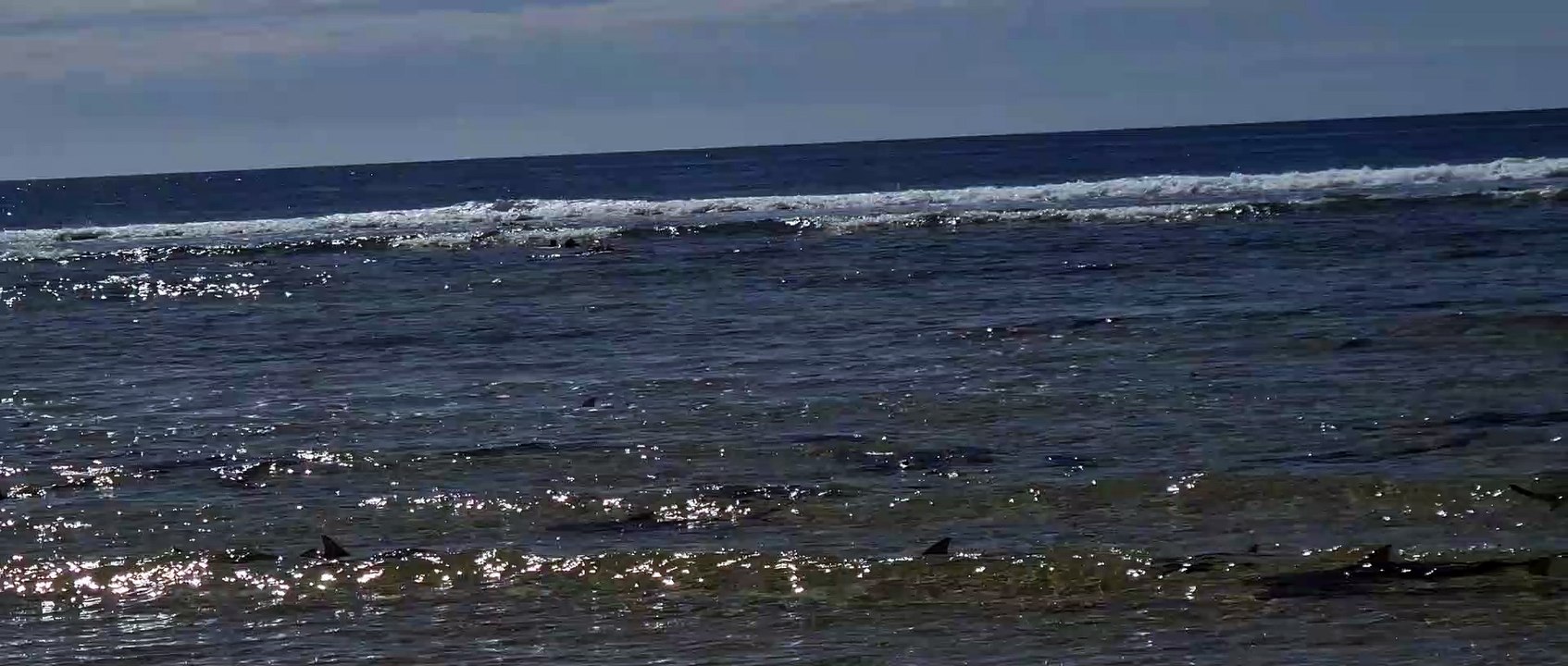 Hundreds of Sharks Swim Together on Secluded Beach