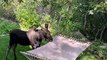 Moose Having Fun With Backyard Hammock